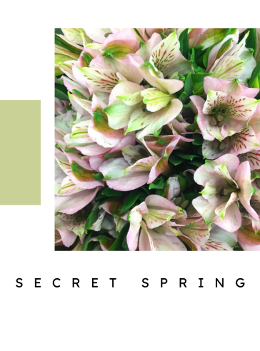 Secret Spring